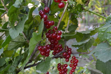 Home garden, flower bed. Red juicy berries. Tasty, healthy. Gardening. Red currant, ordinary,...