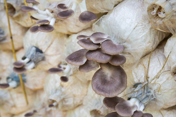 Organic oyster mushroom growing on soil in plastic bag , Pleurotus pulmonarius or phoenix mushroom