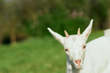 white goat on the meadow