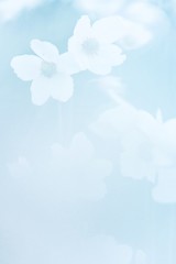 Kwitnący zawilec wielkokwiatowy © Andrzej Gabiński