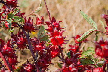 Obraz premium roselle, roselle for farm, roselle for farm from Thailand country