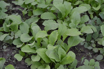 Home garden, flower bed. House, field, farm. Green leaves, bushes. Raphanus sativus. Radish, vegetable, root vegetable. Delicious salad, soup. Young shoots. Tasty and healthy
