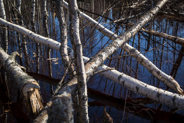 Flood zone in Ratuträsk, Robertsfors, Sweden where beavers have fallen a large number of birches cross and across. It is early spring and Ratuån is flooded with all melt water and into the nearby fie