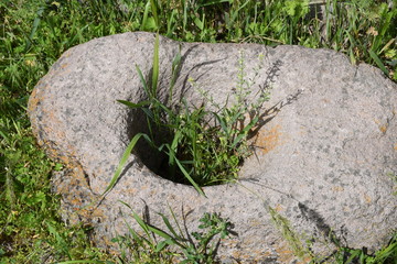 green grass grows through the stone