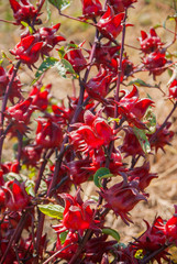 Obraz premium roselle, roselle for farm, roselle for farm from Thailand country