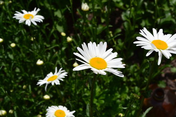 Green leaves, bushes. Gardening Home garden, flower bed. Daisy flower, chamomile. Matricaria Perennial. White flowers