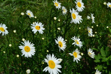 Fototapeta premium Green leaves, bushes. Gardening Home. Daisy flower, chamomile. Matricaria Perennial. White flowers