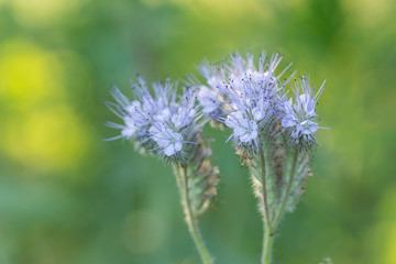 Phacelia honey plant in full bloom, beautiful blurred bokeh background of evening sunset. Flowers for bees, beekeeping. Phacelia tanacetifolia 