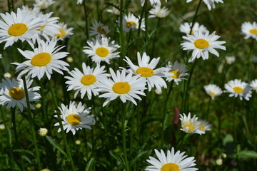 Home garden, flower bed.  Gardening. House, field. Daisy flower, chamomile. Matricaria Perennial flowering plant of the Asteraceae family. Beautiful, delicate inflorescences. White flowers