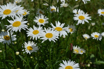 Fototapeta premium Home garden, flower bed. Gardening. House, field. Daisy flower, chamomile. Matricaria Perennial flowering plant of the Asteraceae family. Beautiful, delicate inflorescences. White flowers