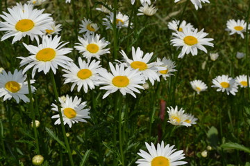 Home garden, flower bed.  Gardening. House. Daisy flower, chamomile. Matricaria Perennial flowering plant of the Asteraceae family. Beautiful, delicate inflorescences. White flowers