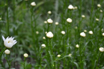 Home. Daisy, chamomile.  Gardening. Matricaria. Perennial flowering plant. Beautiful inflorescences. White flowers