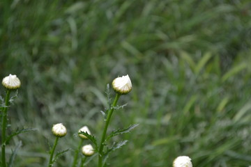 Home. Daisy, chamomile.  Gardening. Matricaria. Perennial. Beautiful. White flowers
