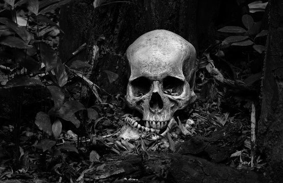 Skull and jaw put on ground near old timber in the scary graveyard which has dim light ground background