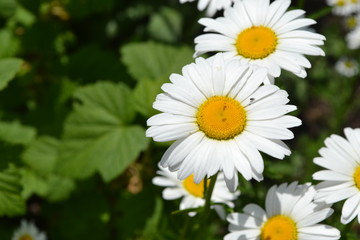 White flowers. Gardening. Daisy flower, chamomile. Matricaria Perennial flowering plant of the Asteraceae family. Beautiful, delicate inflorescences