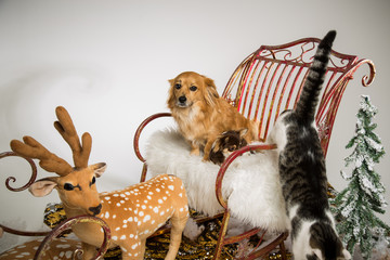 Hunde im Winter
