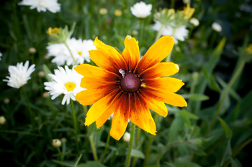 Variegated flower in macro