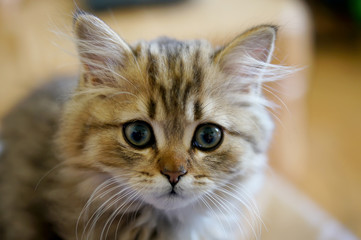 Naklejka na ściany i meble Kitten with a playful look