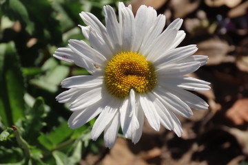 flower on green background