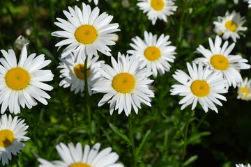Gardening. Daisy, chamomile. Matricaria. Perennial flowering plant of the Asteraceae family. White