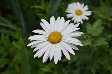 Gardening. Home garden, flower bed. House, field, farm. Daisy flower, chamomile. Matricaria Perennial flowering plant of the Asteraceae family. Beautiful, delicate inflorescences. White flowers