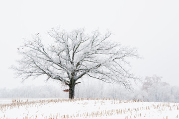 Foggy winter landscape of a bare, iced tree in a rural setting, Michigan