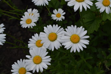 Fototapeta premium Gardening. Home garden, flower bed. House, field. Daisy flower, chamomile. Matricaria Perennial flowering plant of the Asteraceae family. Beautiful, delicate inflorescences. White flowers