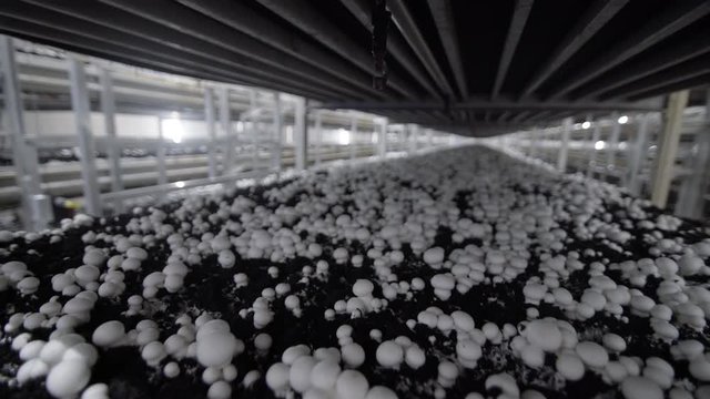 White champignon mushrooms harvest. many champignon mushrooms. Champignon production farm. Shelves rows of beds. Shampion grown mushrooms. Modern agriculture