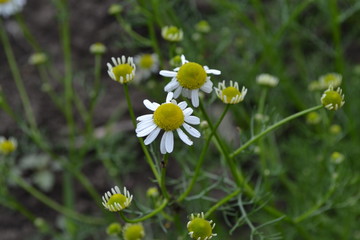 Home garden, flower bed. Gardening. House, field, farm, village. Daisy flower Chamomile. Matricaria chamomilla. Annual herbaceous plant. Beautiful, delicate inflorescences. White flowers
