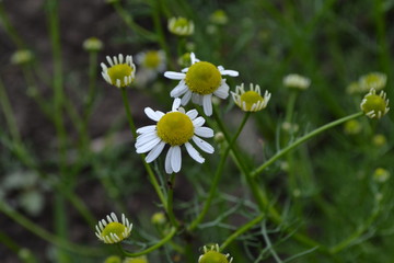 Home garden, flower bed. Gardening. House, field, farm. Daisy flower Chamomile. Matricaria chamomilla. Annual herbaceous plant. Beautiful, delicate inflorescences. White flowers