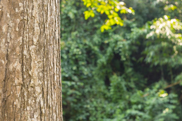 tree in the forest with blurred background