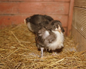 poussin noir de marans dans le poulailler © Patryssia