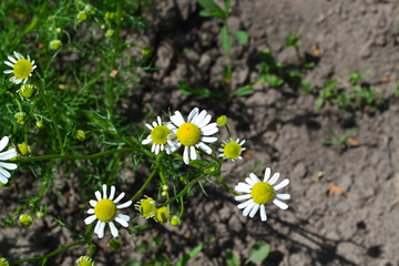 Home. White flowers. Gardening. Daisy flower Chamomile. Matricaria chamomilla. Annual herbaceous plant. Beautiful