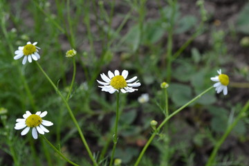 Gardening. Daisy, Chamomile. Matricaria chamomilla. Annual herbaceous plant. White