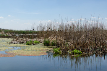 Obraz premium Marievale Bird Sanctuary, Nigel, Afrique du Sud