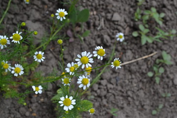 Gardening. Home garden. Daisy flower Chamomile. Matricaria chamomilla. Annual herbaceous plant. Beautiful, delicate inflorescences. White flowers