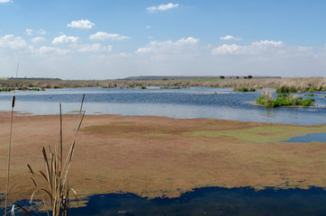 Marievale Bird Sanctuary, Nigel, Afrique du Sud