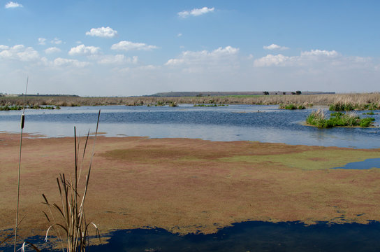 Marievale Bird Sanctuary, Nigel, Afrique Du Sud