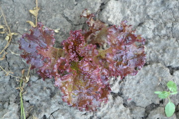 Gardening. Home garden, flower bed. House, field. Lettuce salad. Lactuca sativa. Annual herbaceous plant. Vegetable culture. Vitamin greens. Tasty and healthy. Young shoots