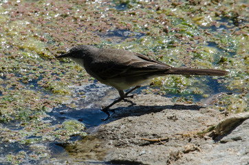 Bergeronnette du Cap,.Motacilla capensis, Cape Wagtail
