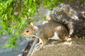 Naklejka na ściany i meble Close up of a squirrel sitting on a wall in Company's Garden, Cape Town