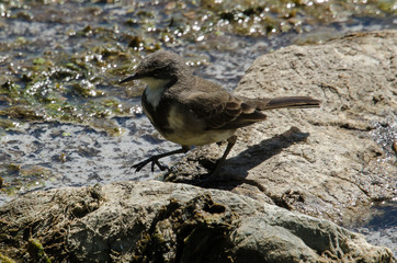 Bergeronnette du Cap,.Motacilla capensis, Cape Wagtail