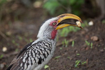 a wild hornbill with food
