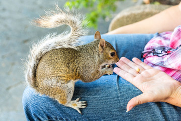 Close up of a squirrel sitting on my leg and eating peanuts from the hand, Company's Garden, Cape...