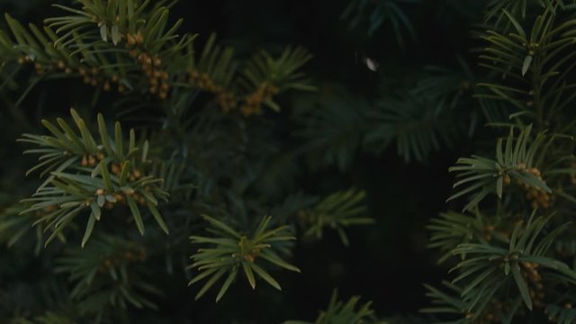 Pine tree needles close-up fly by.