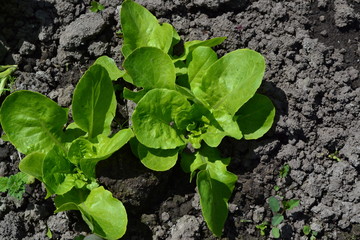 Gardening. Lettuce salad. Lactuca sativa. Annual herbaceous plant. Young