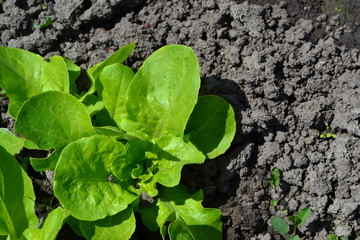 Home garden, flower bed. Gardening. House, field, farm, village. Lettuce salad. Lactuca sativa. Annual herbaceous plant. Vegetable culture. Vitamin greens. Tasty and healthy. Young shoots