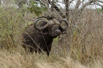 Buffle d'Afrique, Syncerus caffer, Parc national Kruger, Afrique du Sud