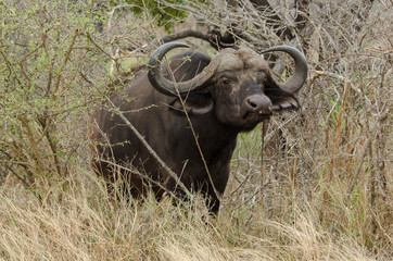 Obraz premium Buffle d'Afrique, Syncerus caffer, Parc national Kruger, Afrique du Sud