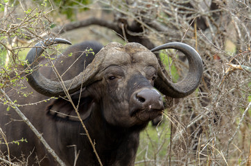 Buffle d'Afrique, Syncerus caffer, Parc national Kruger, Afrique du Sud